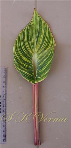  Leaf